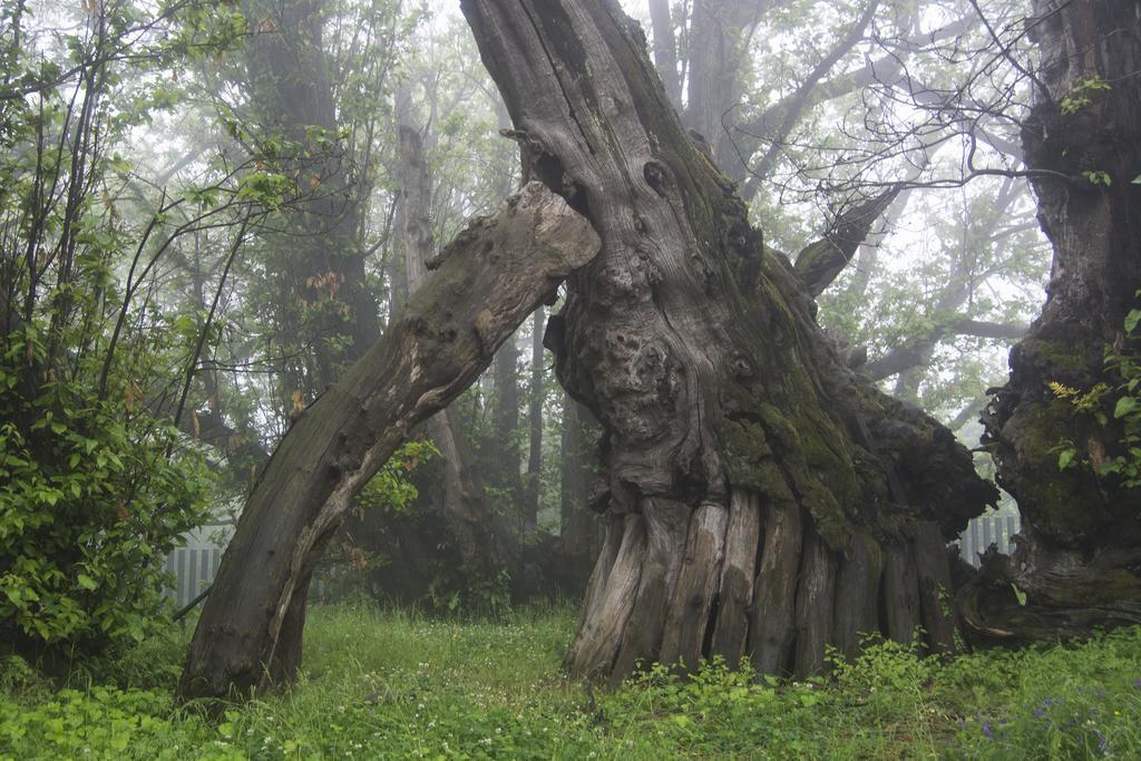 Sotto Il Vulcano Nicolosi Buitenkant foto